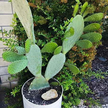 Leone 2 Appartamento Pisticci