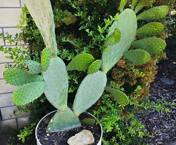 Leone 2 Apartmán Pisticci